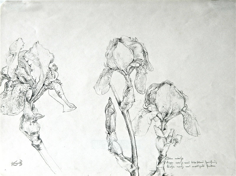 2D - "Study of Irises", ca. 1953 Pencil on Paper (sheet torn from bound pad) 14.5" x 11"