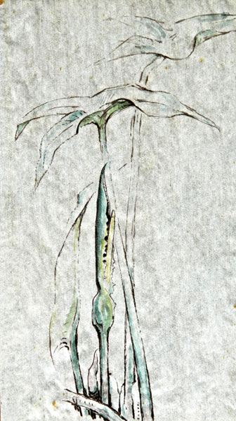 2G - "Orontium Aquaticum", ca. 1958 Watercolor 20.5" x 11.5"