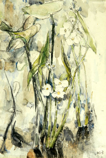 2I -  "Common Arrowhead", ca. 1958 Watercolor 17.5" x 12"