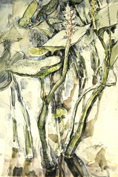 2J -  "Potedaria Plant", ca. 1958 Watercolor 17.75" x 11.75"